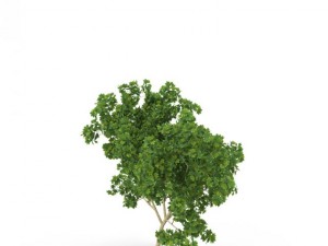 broadleaf maple young grean 3D Model