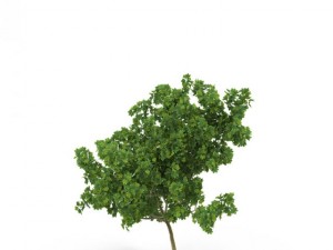 broadleaf maple young grean 3D Model