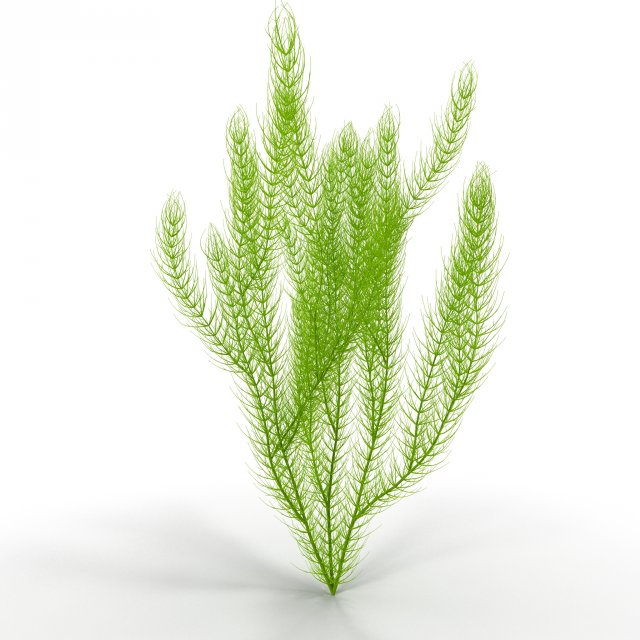 ceratophyllum 3D 모델 .c4d .max .obj .3ds .fbx .stl .blend 