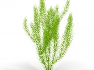 ceratophyllum Modelo 3D