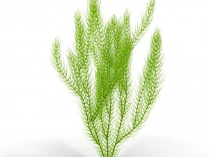 цератофиллум 3D Модель