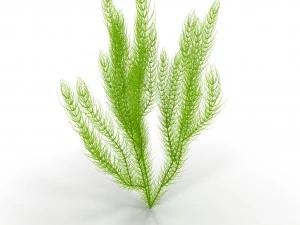 цератофиллум 3D Модель