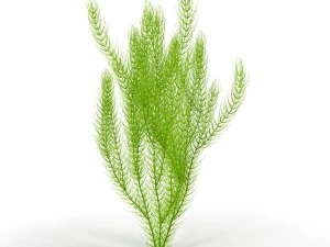 цератофиллум 3D Модель