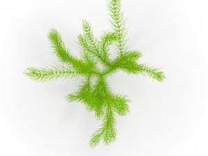 ceratophyllum 3D 모델
