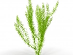 ceratophyllum 3D 모델