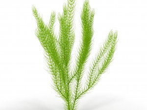 ceratophyllum 3D 모델