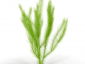 цератофиллум 3D Модель