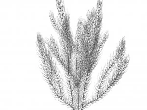 цератофиллум 3D Модель