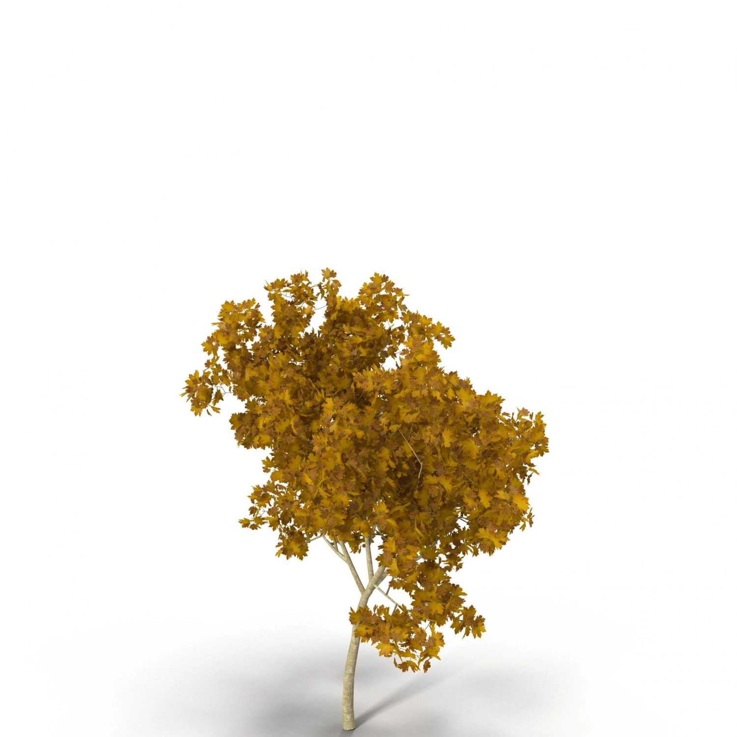 broadleaf maple young yellow 3D Model .c4d .max .obj .3ds .fbx .stl .blend