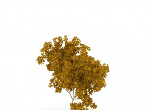 клен широколистный молодой желтый 3D Модель