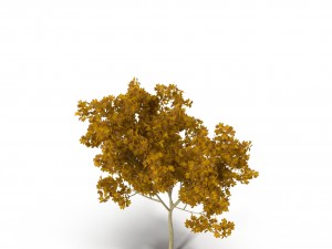broadleaf maple young yellow 3D Model