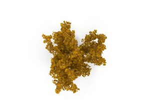 broadleaf maple young yellow 3D Model