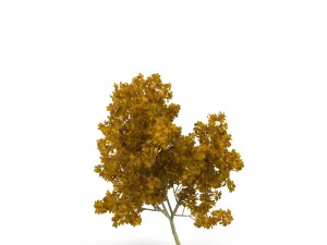 broadleaf maple young yellow 3D Model