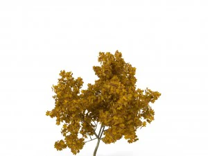 broadleaf maple young yellow 3D Model