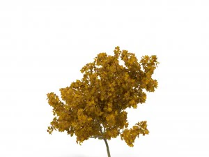 broadleaf maple young yellow 3D Model