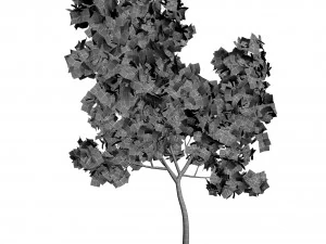 broadleaf maple young yellow 3D Model