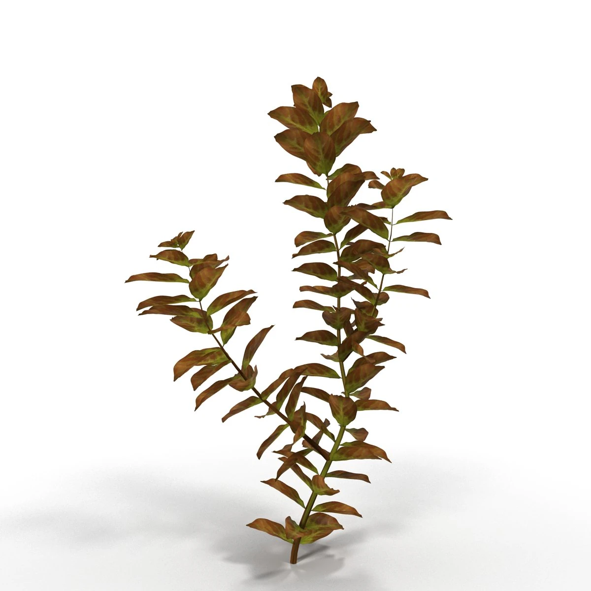 ludwigia red 3D Model .c4d .max .obj .3ds .fbx .stl .blend