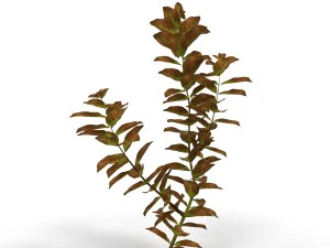 Людвигия красная 3D Модель