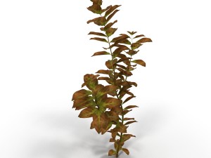 ludwigia red Modello 3D