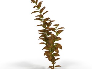 ludwigia red Modello 3D