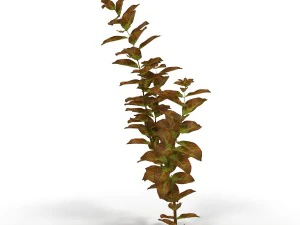 ludwigia red 3D Model