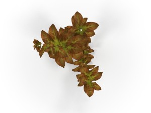 ludwigia red Modello 3D