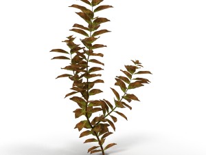 ludwigia red Modello 3D