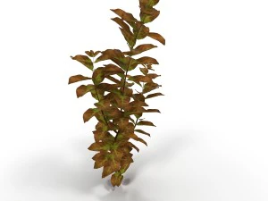 ludwigia red 3D Model
