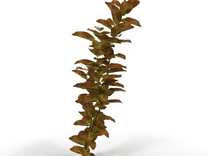 ludwigia red Modello 3D