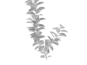 ludwigia red Modello 3D
