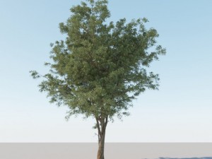 generic tree a1 3D Model
