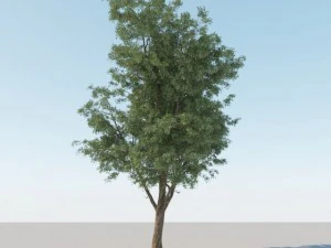 一般的なツリー a2 3Dモデル