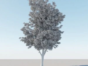 一般的なツリー a2 3Dモデル