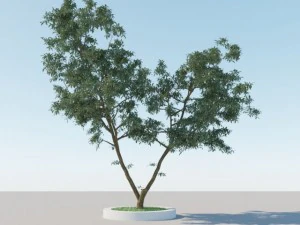 一般的なツリー a3 3Dモデル