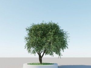 generic tree a5 3D Model