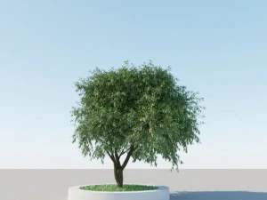 一般的な木 a5 3Dモデル