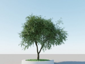 generic tree a6 3D Model