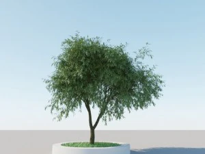 一般的な木 a6 3Dモデル