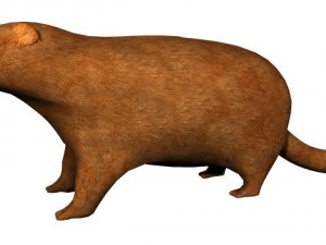 textured groundhog Modello 3D