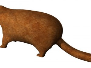 textured groundhog Modello 3D