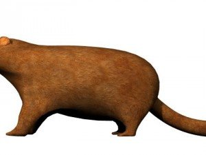 textured groundhog Modello 3D