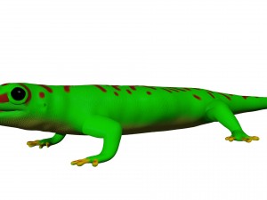madagascar day gecco Modello 3D