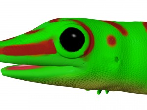 madagascar day gecco 3D Model