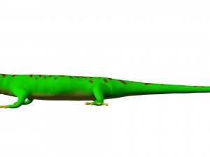 madagascar day gecco 3D Model