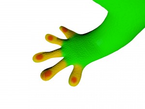 madagascar day gecco 3D Model