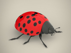ladybird Model 3D