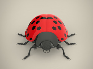 ladybird Model 3D