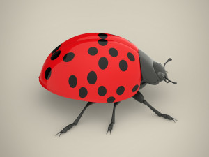 ladybird Model 3D