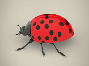 ladybird Model 3D