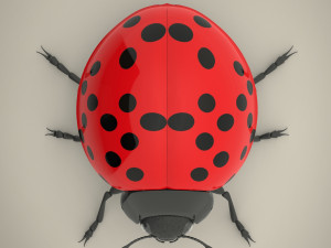 ladybird Model 3D
